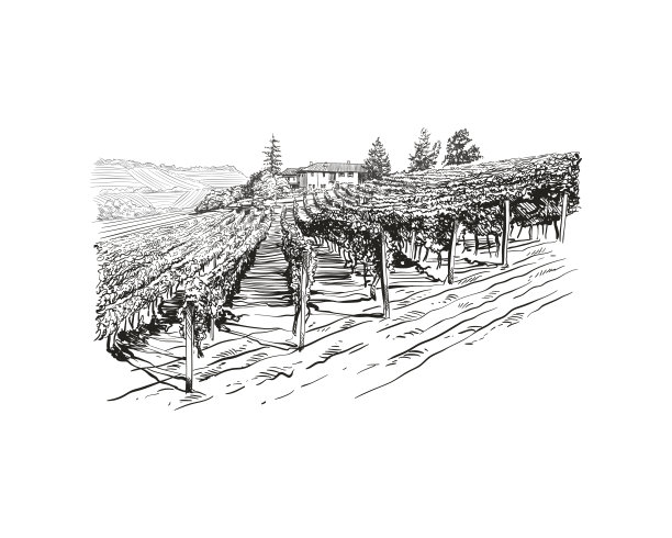 vineyard