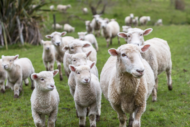 lamb
