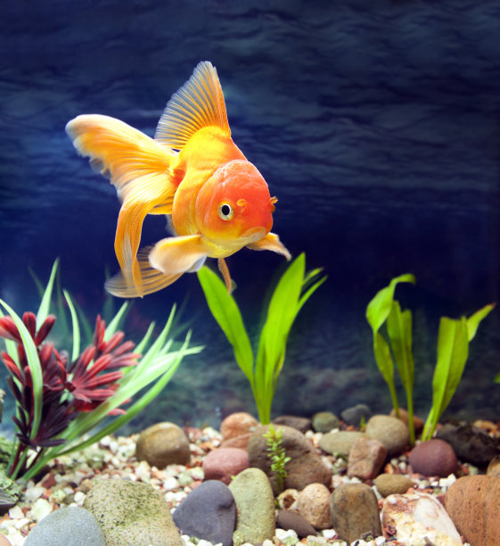 aquarium