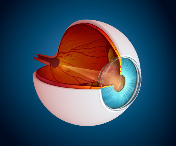 retina