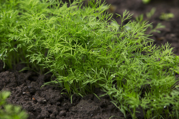 dill