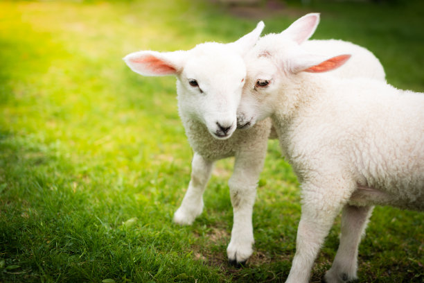 lamb