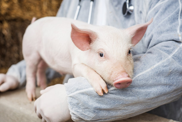 piggy