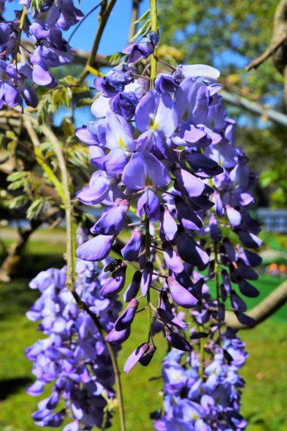 豌豆花微距特写