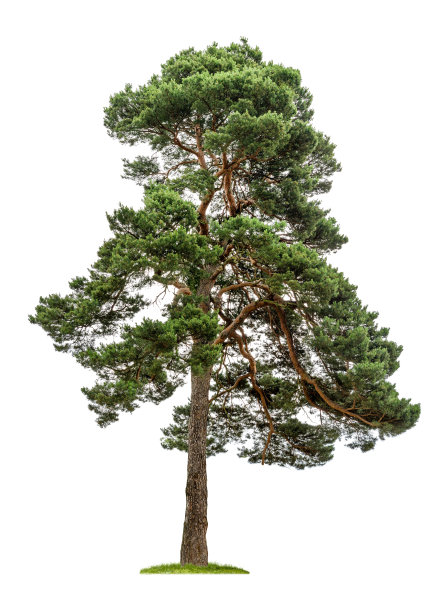 spruce
