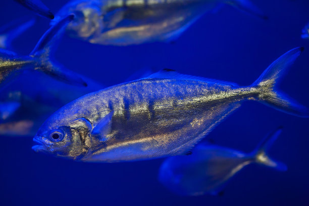 aji