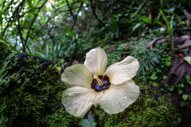 水中芙蓉