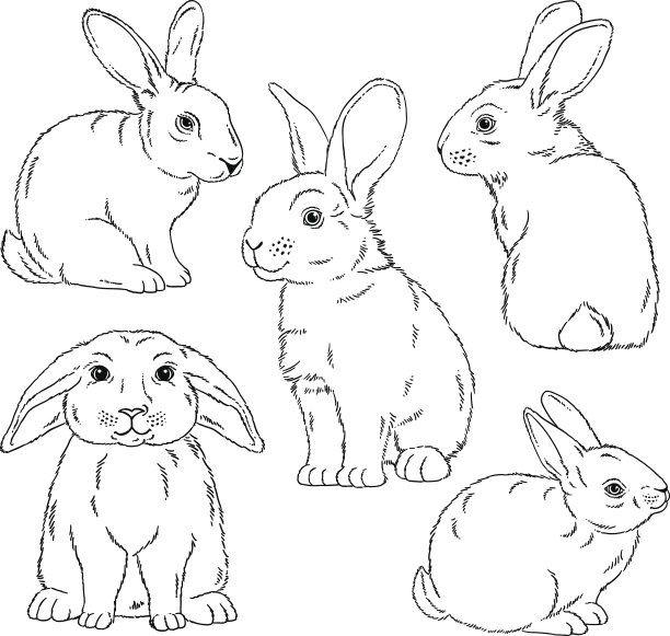 rabbit