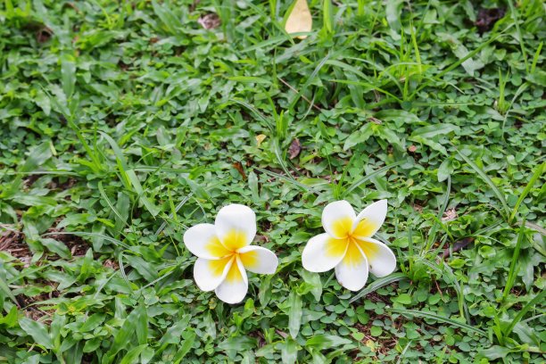 栀子花装饰背景花卉