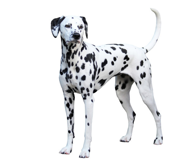 dalmatian