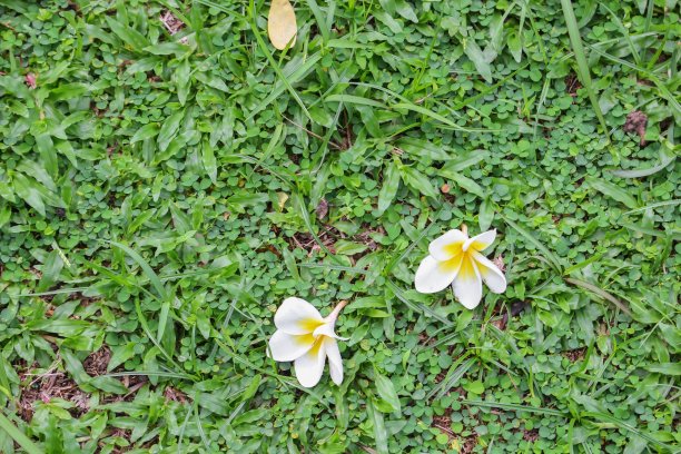 栀子花装饰背景花卉