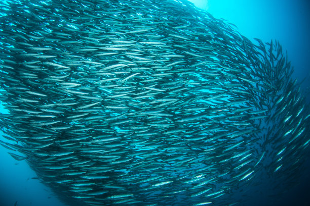 海洋馆观赏鱼