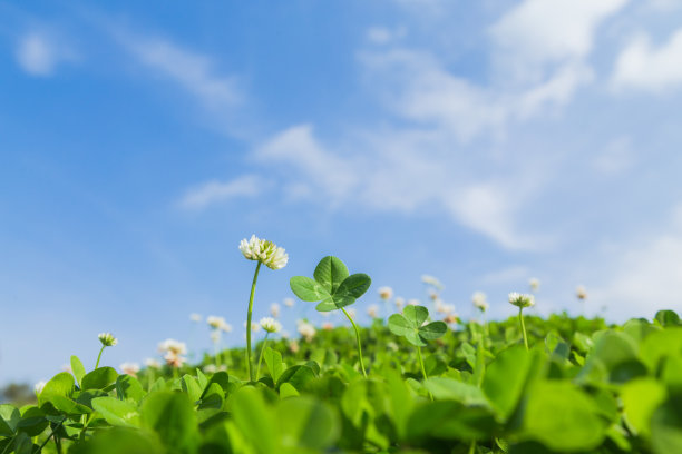 shamrock