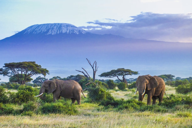 savanna