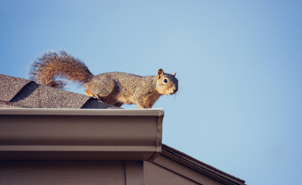squirrel