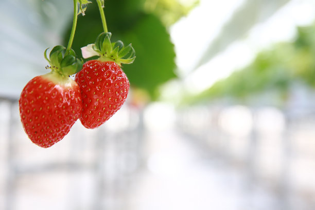 草莓温室
