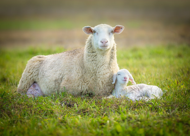 sheep