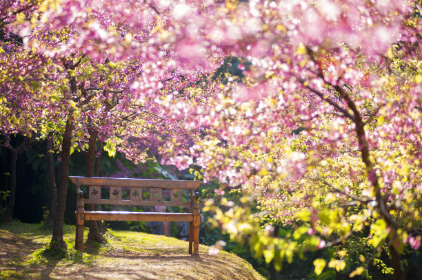 樱花树下座椅