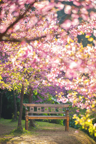 园林与樱花树