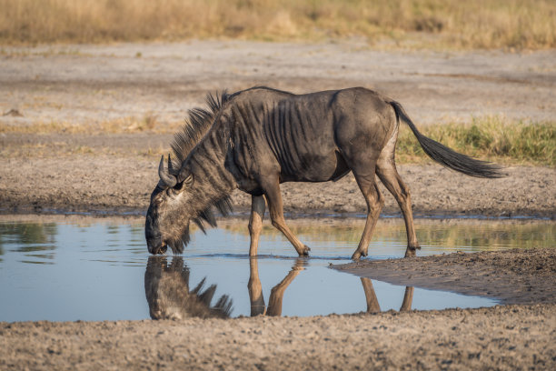 wildebeest