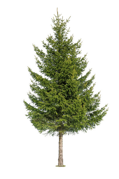 spruce