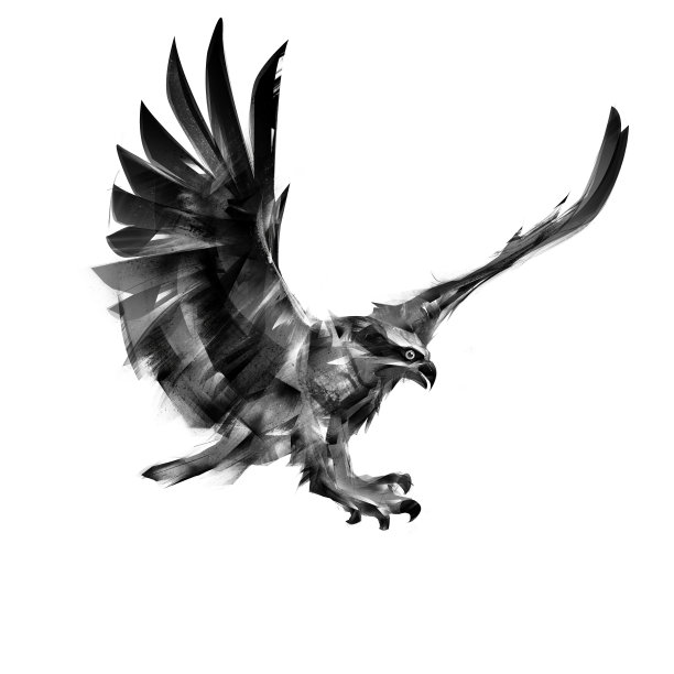 hawk