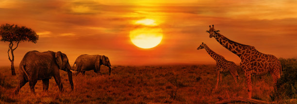 serengeti