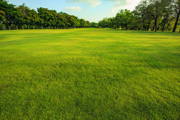 绿地草坪