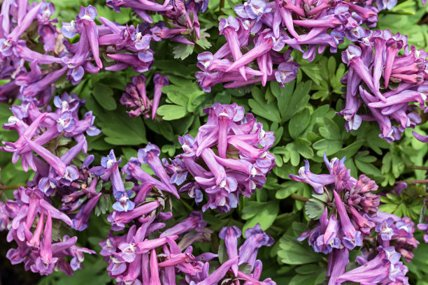 corydalis
