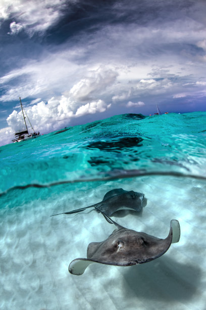 stingray