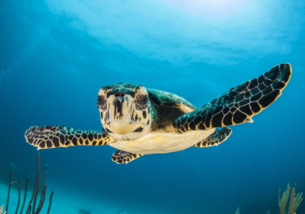 水族箱观赏鱼