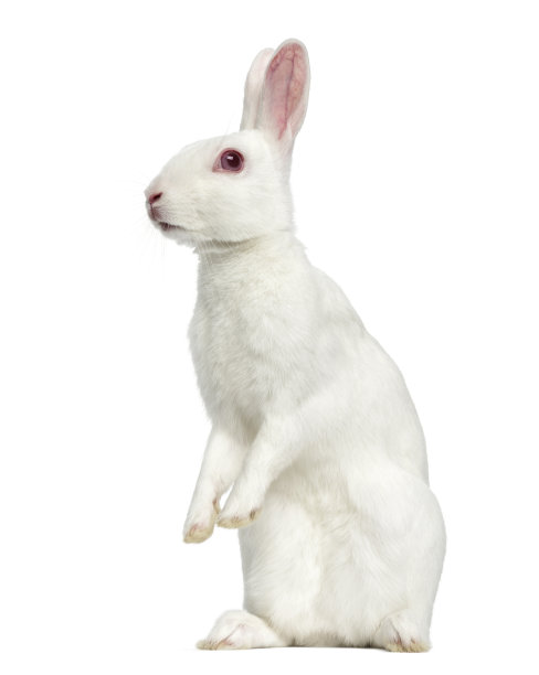 白色兔子