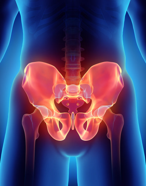 pelvis