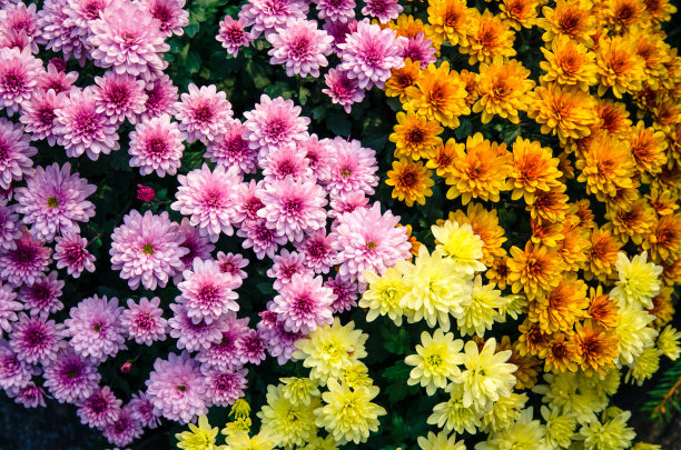菊花,花卉摄影