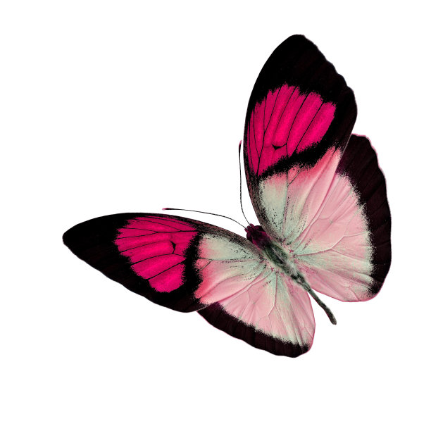 粉色的翅膀