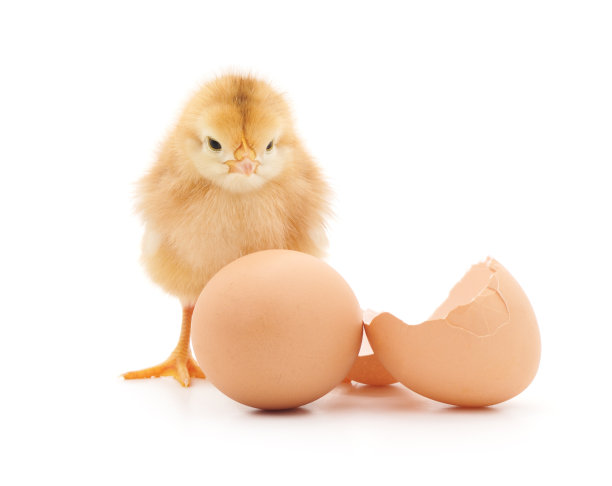 chick