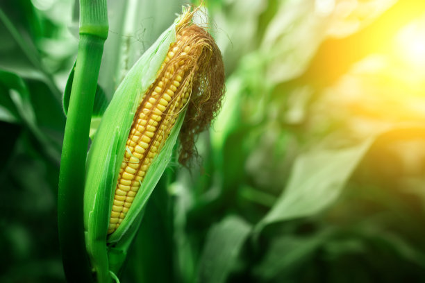 cob