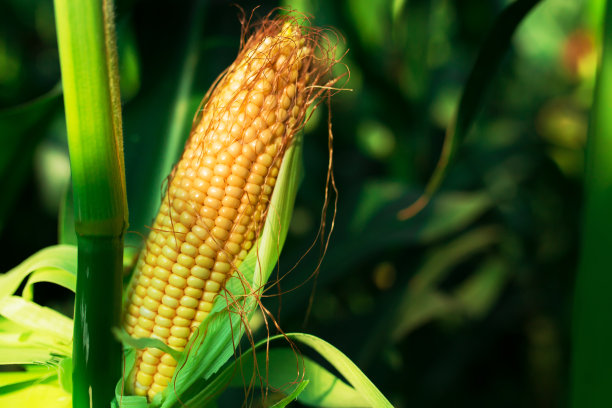 cob