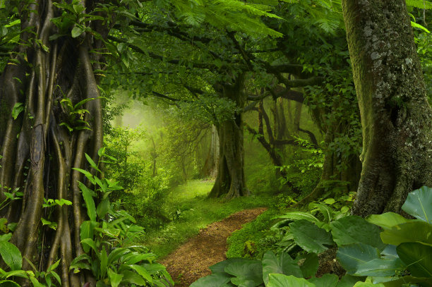 jungle