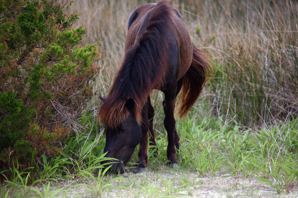 mustang