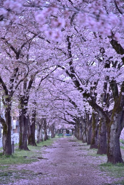 pathway