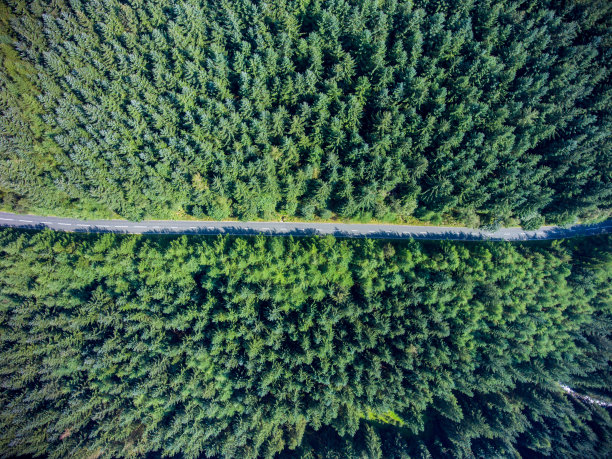 森林中的路