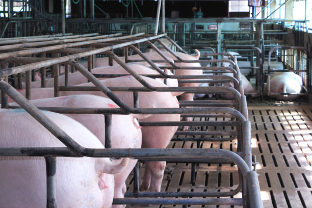 pig