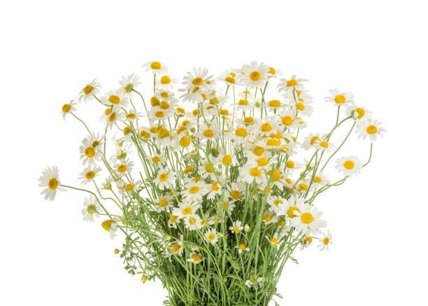 camomiles