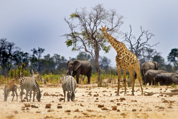 savanna