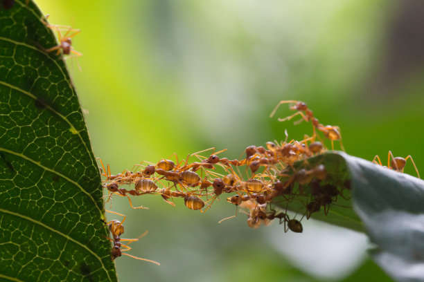 ant