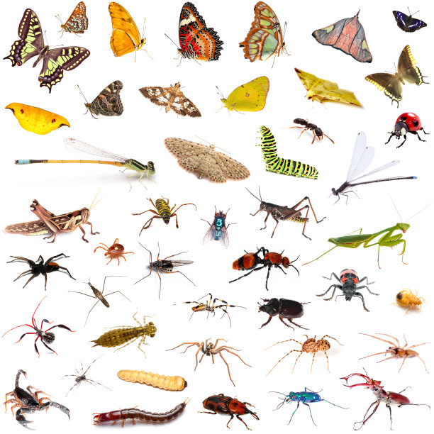 entomology