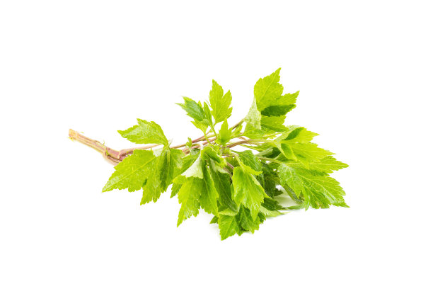 mugwort