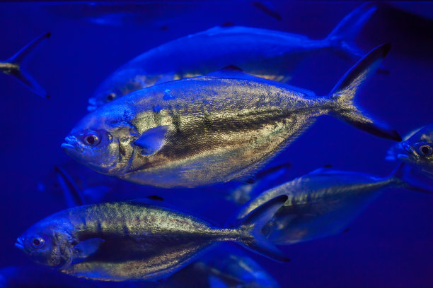 aji