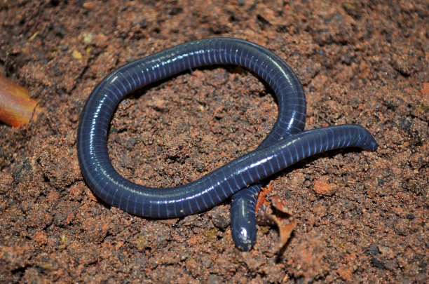 caecilian